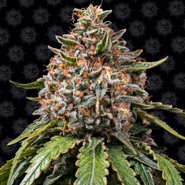 White Widow XXL Feminised Seeds - 1 Pack - Barney's Farm - Image 2