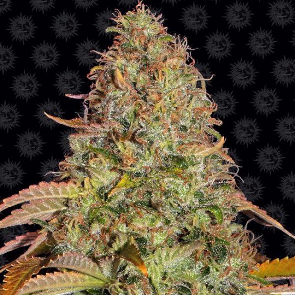 Zkittlez OG Auto Feminised Seeds - 3 Pack - Barney's Farm - Image 2
