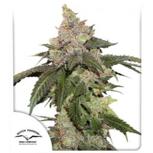 Kerosene Krash Feminised Seeds - 5