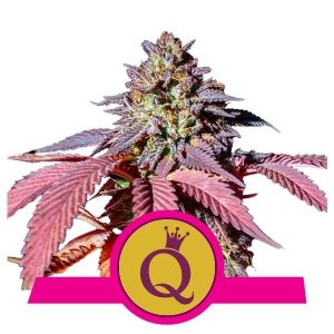Purple Queen Feminised Seeds - 5