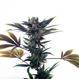 Biscotti Ice Cream Auto Feminised Seeds - 5