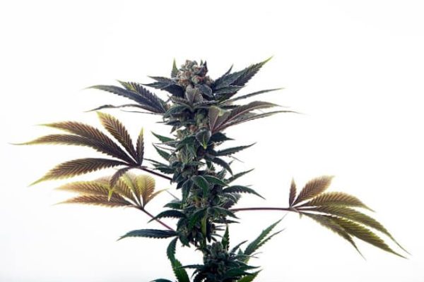Biscotti Ice Cream Auto Feminised Seeds - 5
