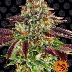 Biscotti Mintz Feminised Seeds - 10