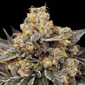 Biscotti Zkittlez Feminised Seeds - 5