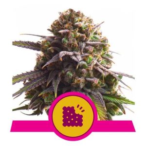 Biscotti Feminised Seeds - 5