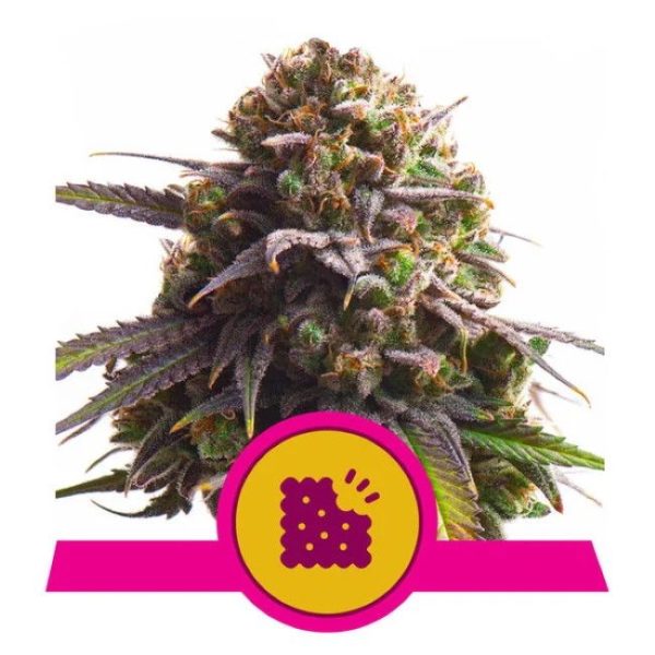 Biscotti Feminised Seeds - 5