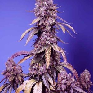 Black Muffin F1 FAST Feminised Seeds - 5
