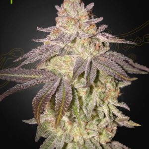 Black Toffee Auto Feminised Seeds - 5