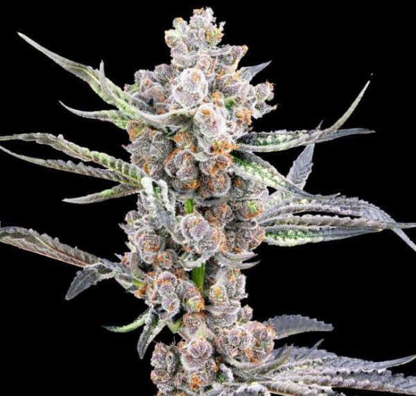 Blackout Auto Feminised Seeds - 5