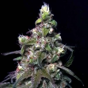 Blitzed Feminised Seeds - 6