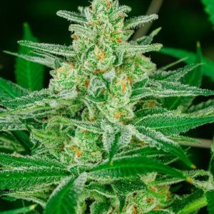 Blue Dream Auto Feminised Seeds - 5 + 2