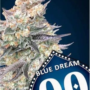 Blue Dream FAST Feminised Seeds - 5