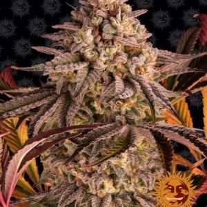 Blue Sunset Sherbert Feminised Seeds - 10
