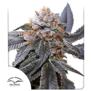 Blue Zushi Feminised Seeds - 5