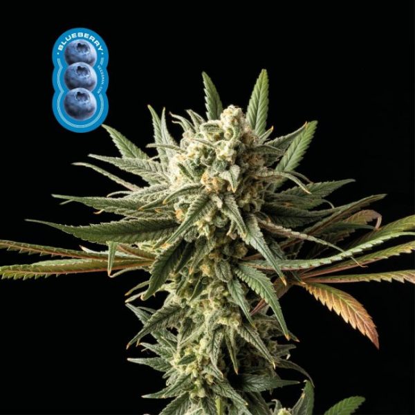 Blueberry Feminised Seeds - 5 Pack - Seedsman - Image 2