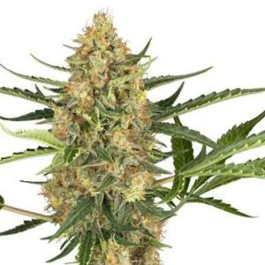 Blueberry Bubblegum Auto Feminised Seeds - 10