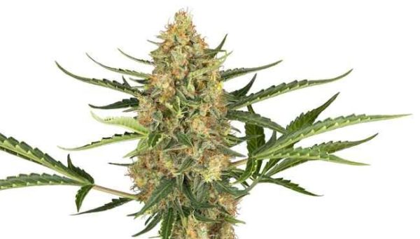 Blueberry Bubblegum Auto Feminised Seeds - 10