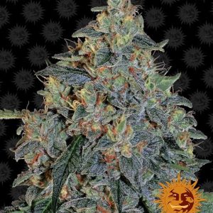 Blueberry OG Feminised Seeds - 10