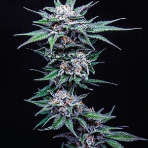 Blueberry Pancakes Feminised Seeds - 5