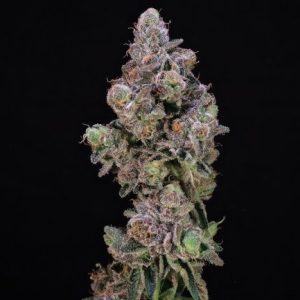 Blueberry Swirl Feminised Seeds - 5+2