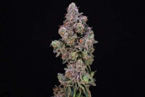 Blueberry Swirl Feminised Seeds - 5+2
