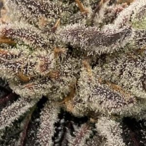 Bluemosa S1 Feminised Seeds - 6