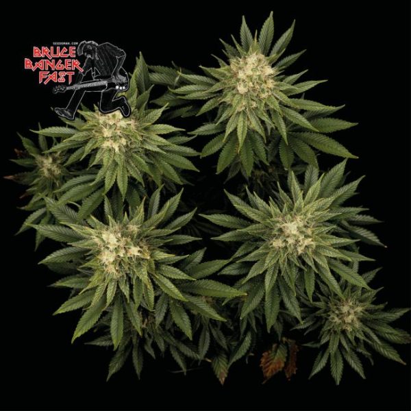 Bruce Banger FAST Feminised Seeds - 10 Pack - Seedsman - Image 2