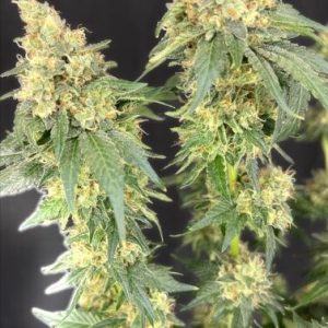 Bruce Banner x Baja Blast Feminised Seeds - 6