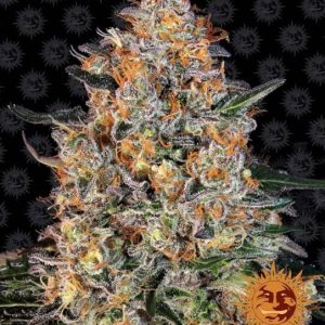 Bubba Kush Feminised Seeds - 10