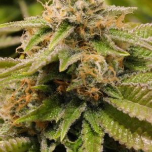 Gorilla Breath Feminised Seeds - 5