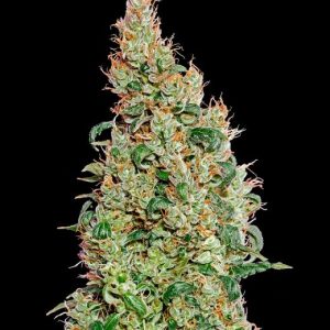 Green-O-Matic Auto Feminised Seeds - 5