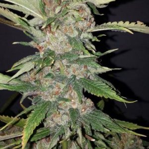 Purple Crack Feminised Seeds - 6