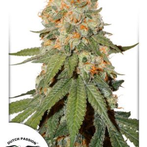Orange Bud Feminised Seeds - 3