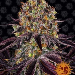 Runtz x Layer Cake Feminised Seeds - 1