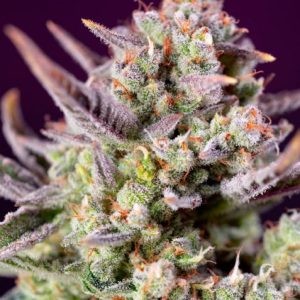 Sweet Zenzation XL Auto Feminised Seeds - 5