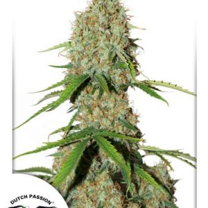 Brooklyn Sunrise Auto Feminised Seeds - 7