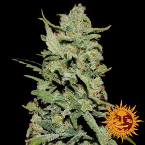 Peyote Critical Feminised Seeds - 5