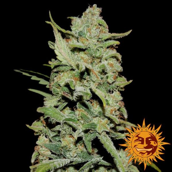 Peyote Critical Feminised Seeds - 5