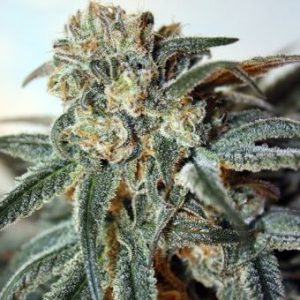 Zombie Kush Feminised Seeds - 3