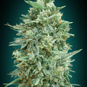 Northern Lights XXL Auto Feminised Seeds - 5