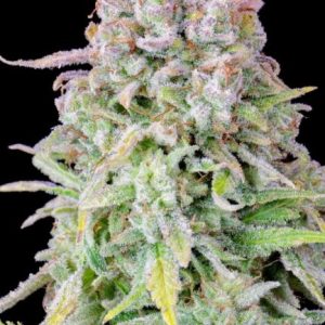 Original Afghan Kush Auto Feminised Seeds - 2