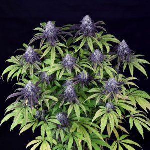 Peyote Wi-Fi CBD 2:1 Feminised Seeds - 3