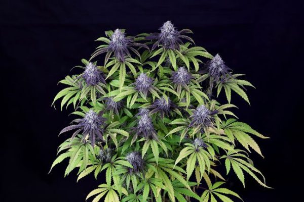 Peyote Wi-Fi CBD 2:1 Feminised Seeds - 3