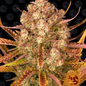 Dos Si Dos Auto Feminised Seeds - 5