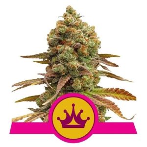 Special Queen #1 Feminised Seeds - 5