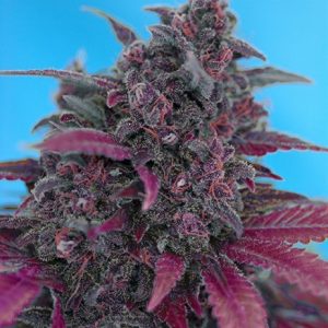Dark Devil Auto Feminised Seeds - 25