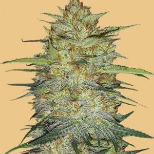Original OG Kush Auto Feminised Seeds - 2