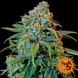 Liberty Haze Feminised Seeds - 3