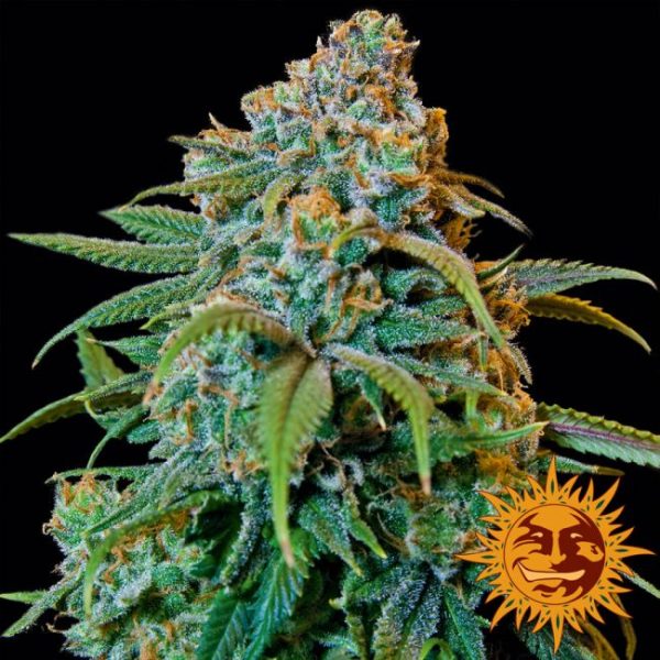 Liberty Haze Feminised Seeds - 3
