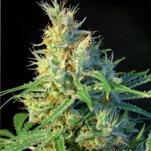 Psicodelicia Feminised Seeds - 5